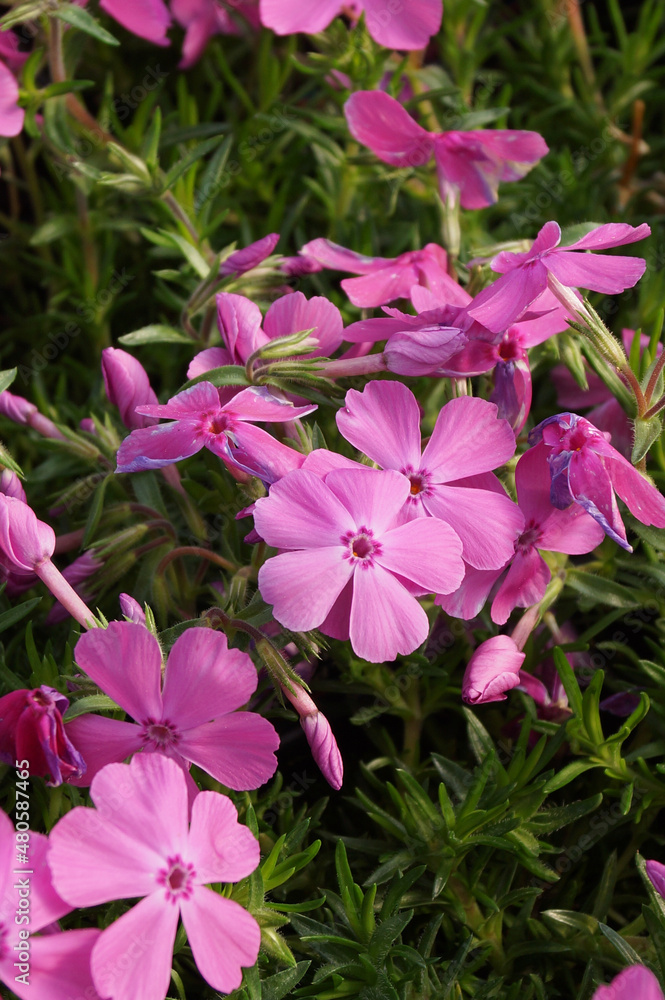 Phlox subulata 'Crimson Beauty' (creeping phlox or moss phlox) in flower Phlox subulata 'Crimson Beauty' (creeping phlox or moss phlox) in flower