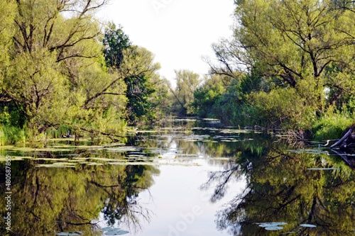 trees are reflected in the water