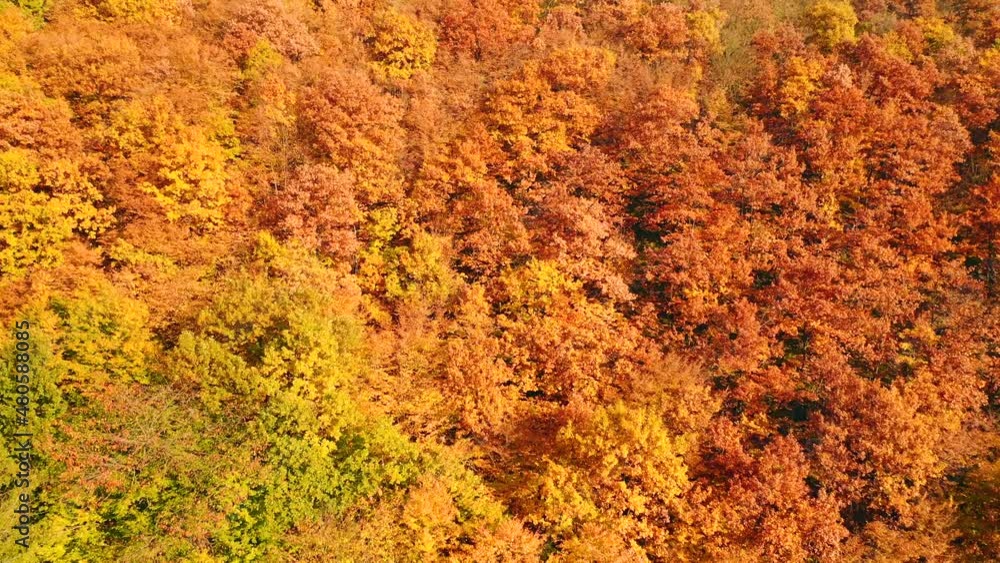 Drone shooting texture of autumn forest trees. Filmed in 4k, drone video. Drone shooting texture of autumn forest trees. Filmed in 4k, drone video.