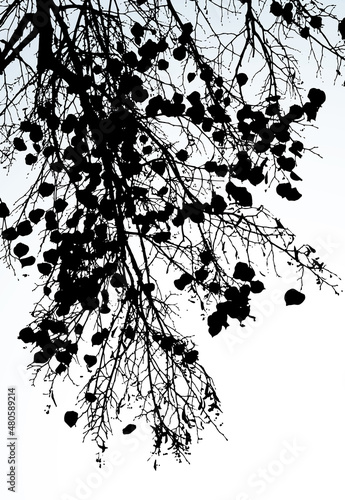 Vector drawing. Silhouette of branches against the sky