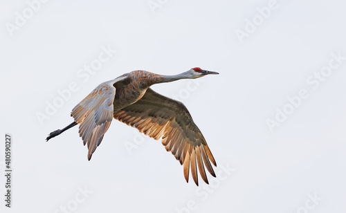 Sandhill cranes in flight for migration 