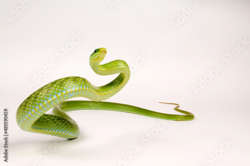Grüne Strauchnatter, Grüne Spitzkopfnatter // Green trinket snake, green bush rat snake (Gonyosoma prasinum)
