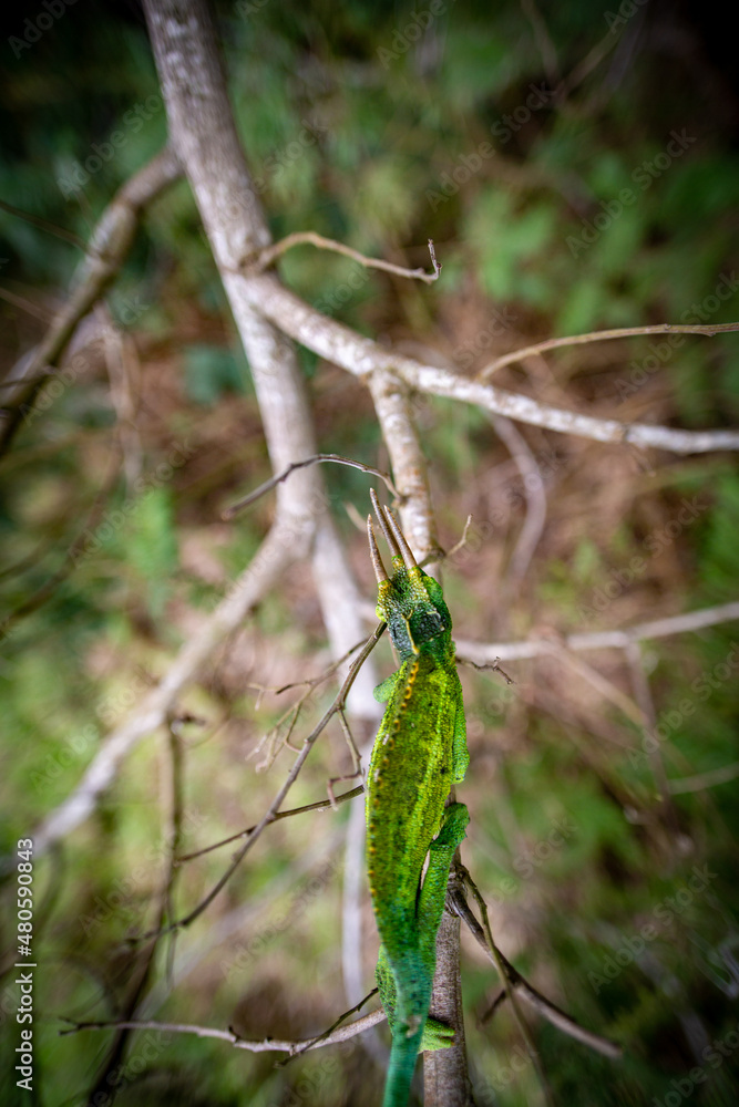 Three horn Chameleon