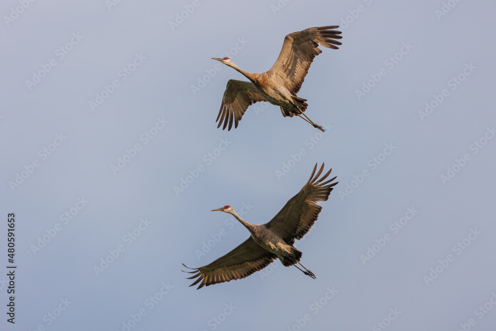 Obraz premium Sandhill cranes in flight for migration 