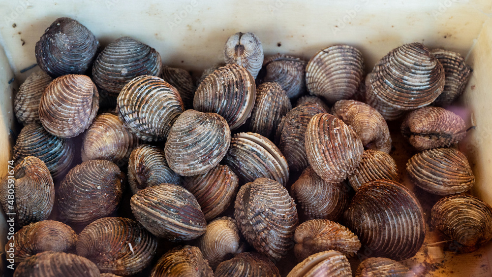 Shellfish counter at a market in Cannes, France Shellfish counter at a market in Cannes, France