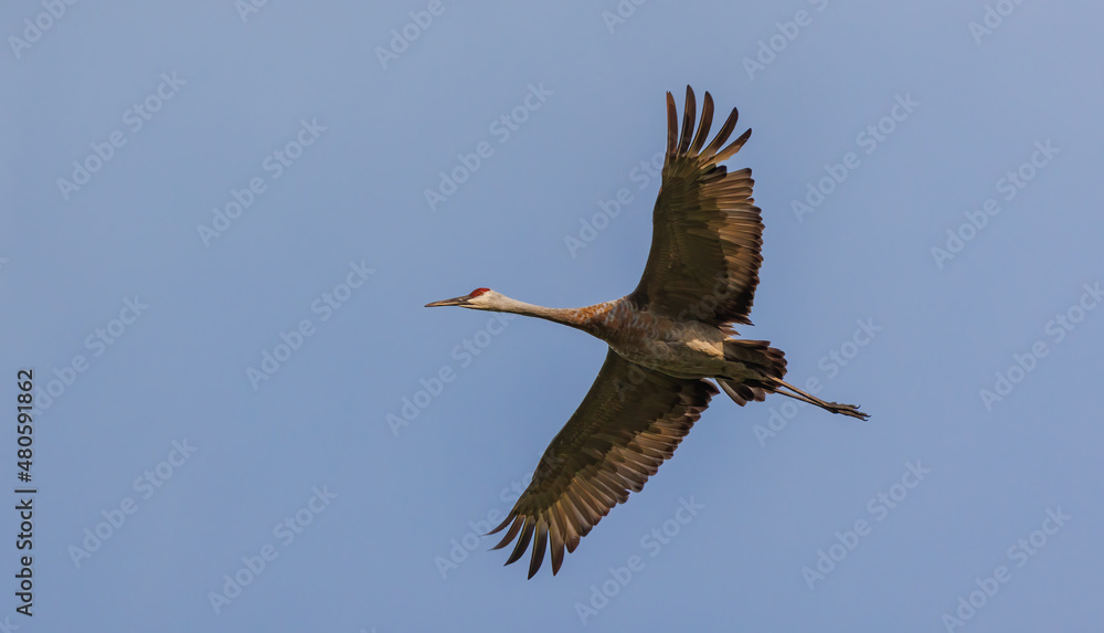 Obraz premium Sandhill cranes in flight for migration 