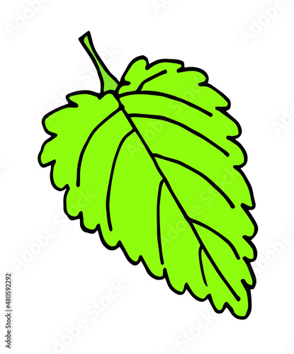 Melissa green leaf in doodle style