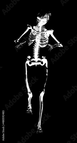 Isolate Skeleton On Black