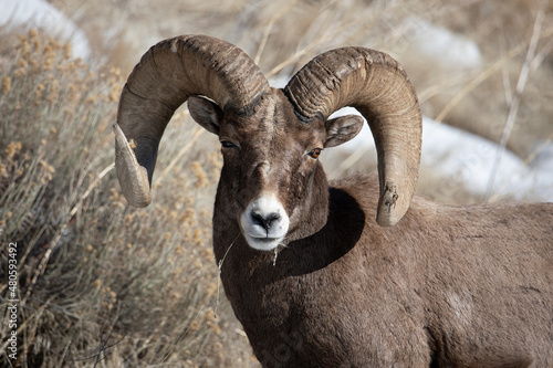 Big Horn Sheep ram in winter looking at you