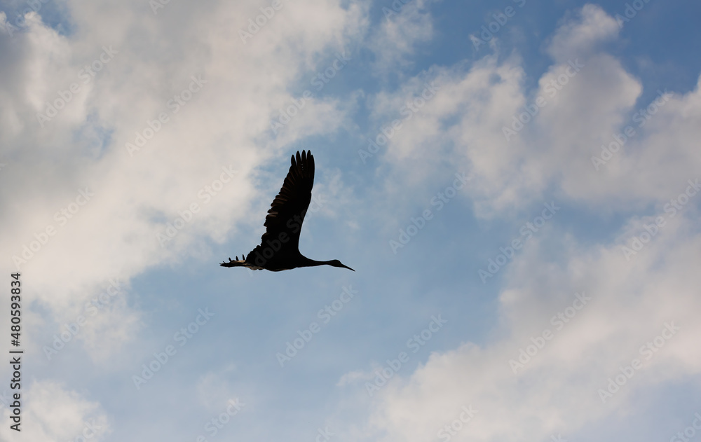 Fototapeta premium Sandhill cranes in flight for migration 