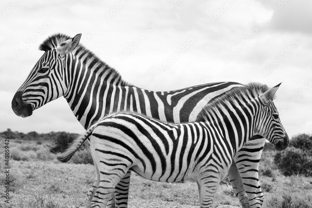 Fototapeta premium zebra in the wild
