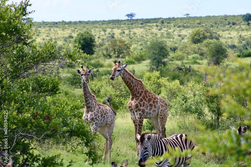 Photography giraffe in the savannah