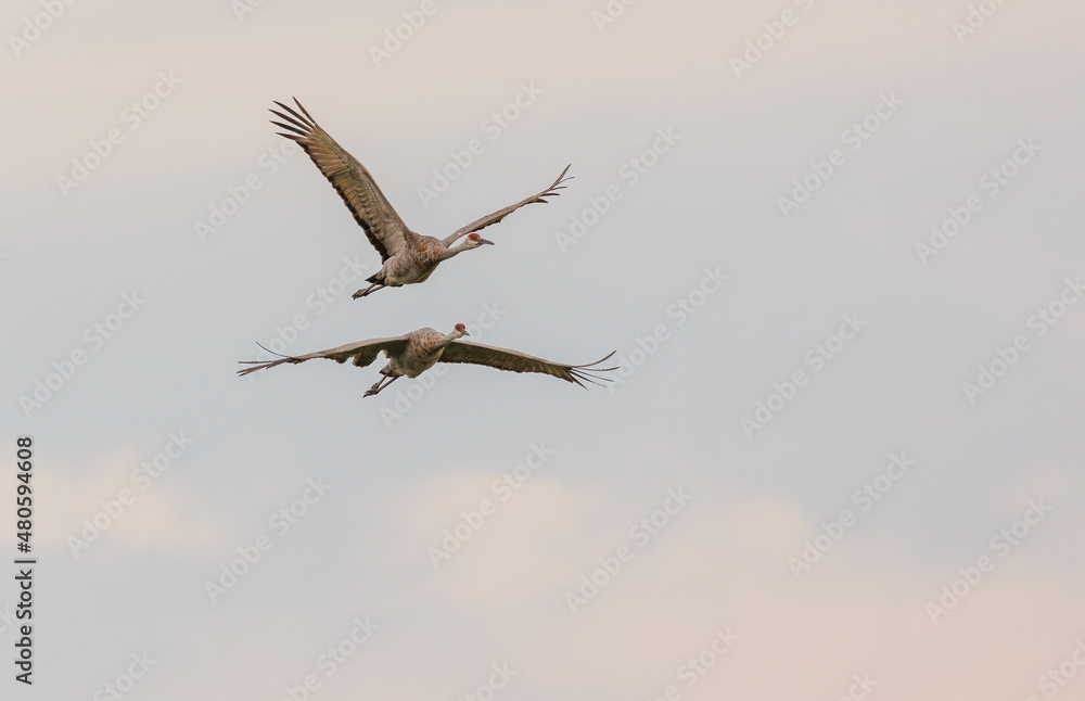 Obraz premium Sandhill cranes in flight for migration 