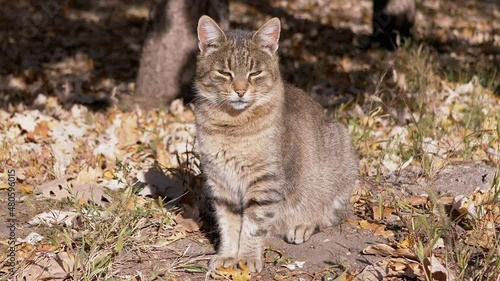 Wallpaper Mural A Gray Sleepy, Tabby Homeless Cat Sits on the Ground, Warms Up in Sunlight. A bored, lonely, sad fluffy pet falls asleep, looks at the camera. A tired animal is resting outdoor. Sunny daytime. Zoom. Torontodigital.ca