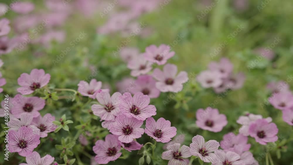 Slow motion geranium cinerium flowers closeup Slow motion geranium cinerium flowers closeup