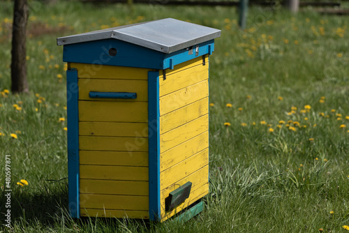 Wooden beehives for bees on green grass with yellow flowers. Old honey bee apiary. Spring countryside view. © PhotoRK