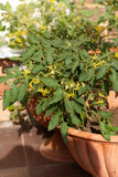 Mini tomato plants grow in pots. Potted garden on the patio.