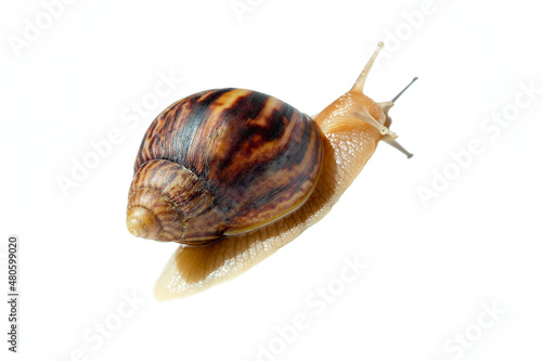 Giant African snail Achatina on white background. Achatina snail baby close up. Tropical snail Achatina fulica with shell.