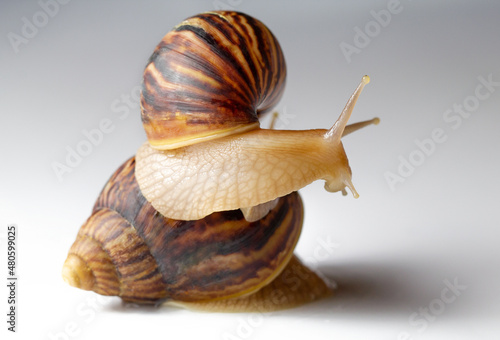 Giant African snail Achatina on white background. Two achatina snail baby close up macro. Tropical snail Achatina fulica with shell.