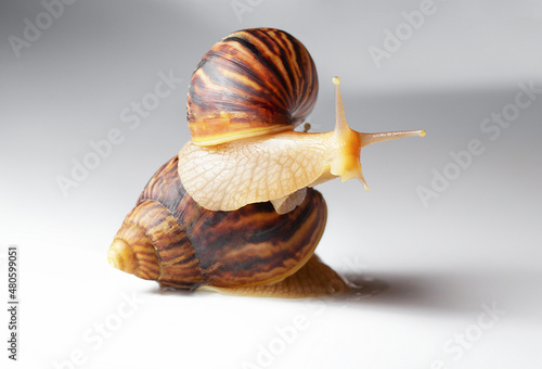 Giant African snail Achatina on white background. Two achatina snail baby close up macro. Tropical snail Achatina fulica with shell.