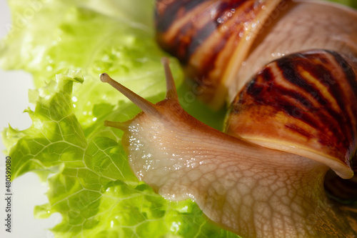 Giant tropical brown snail Achatina eating green lettuce over white background. Two Baby Snail akhatina with a shell macro photography. Close-up of a mollusk.
