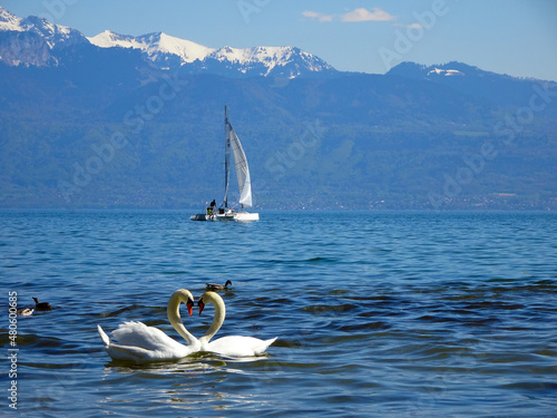 Fotografía Heartshaped swans on the Geneva Lake