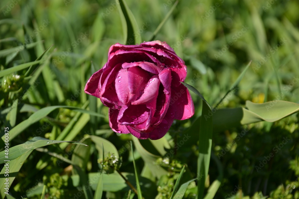 summer season of tulips. Beautiful pink tulip blooming in the garden with vada drops