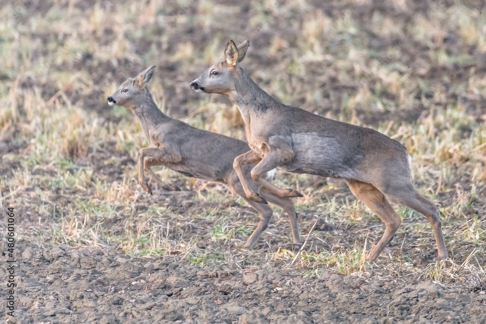 Wild roe deer in the field Wild roe deer in the field