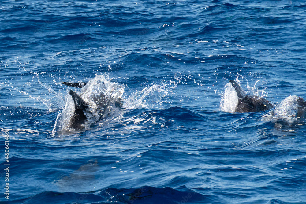 Fototapeta premium Ponta Delgada, Portugal - August 22, 2021 Dolphins