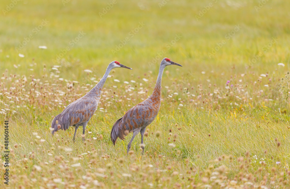 Naklejka premium Sandhill cranes in flight for migration 