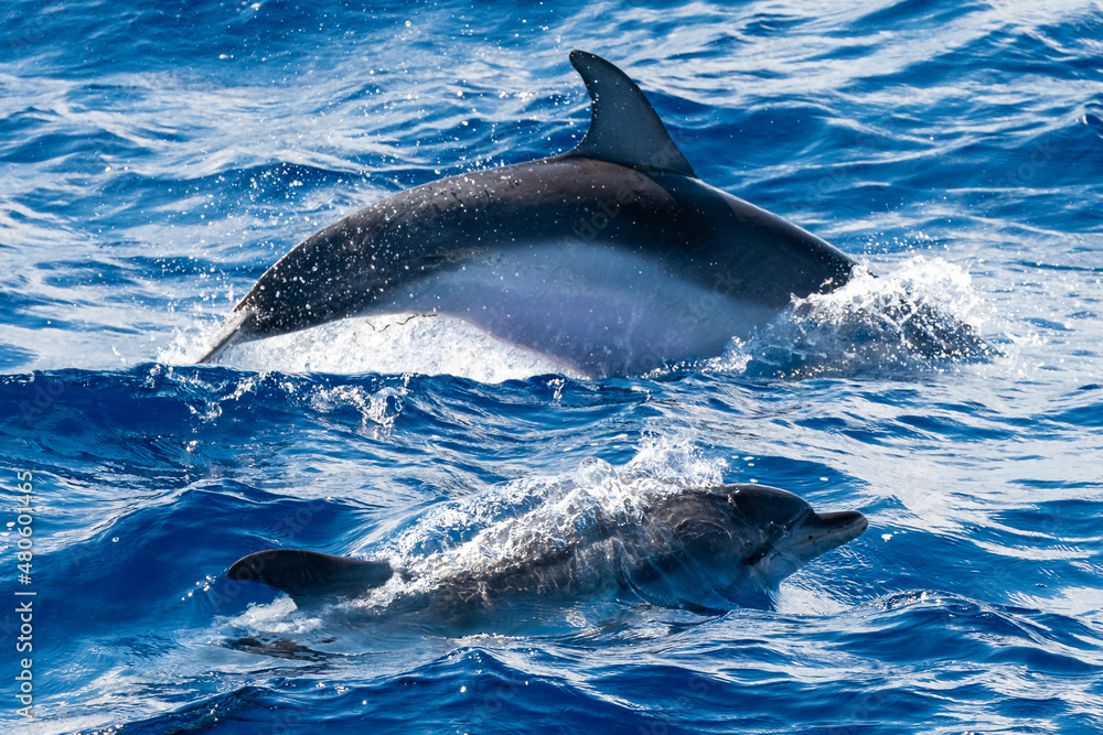 Fototapeta premium Ponta Delgada, Portugal - August 22, 2021 Dolphins