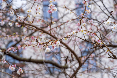 Blühende Winterkirsche