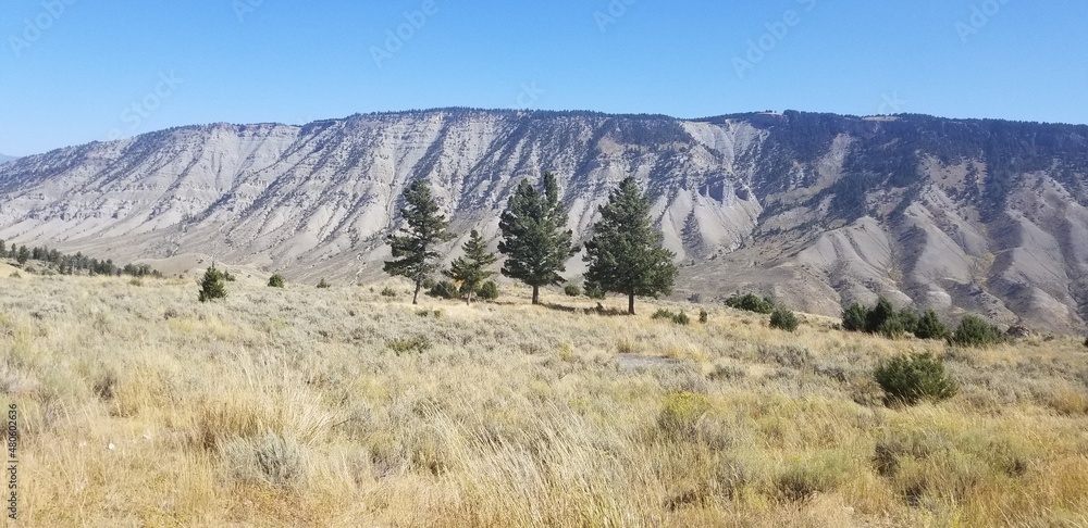 Three trees in the Abroska mountains, Yellowstone National Park, Wyoming Three trees in the Abroska mountains, Yellowstone National Park, Wyoming