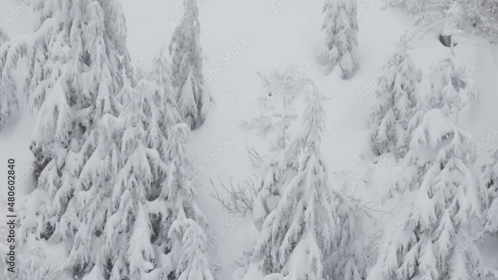 Evergreen Trees covered in White Snow during a snowy winter season day. Taken on top of Grouse Mountain, North Vancouver, British Columbia, Canada. Slow Motion Evergreen Trees covered in White Snow during a snowy winter season day. Taken on top of Grouse Mountain, North Vancouver, British Columbia, Canada. Slow Motion