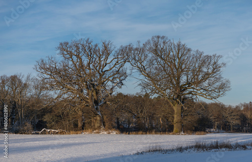 Old oak trees on a snowy meadow and an oak tree forest in the background on the island Kärsö a sunny day in Stockholm © Hans Baath