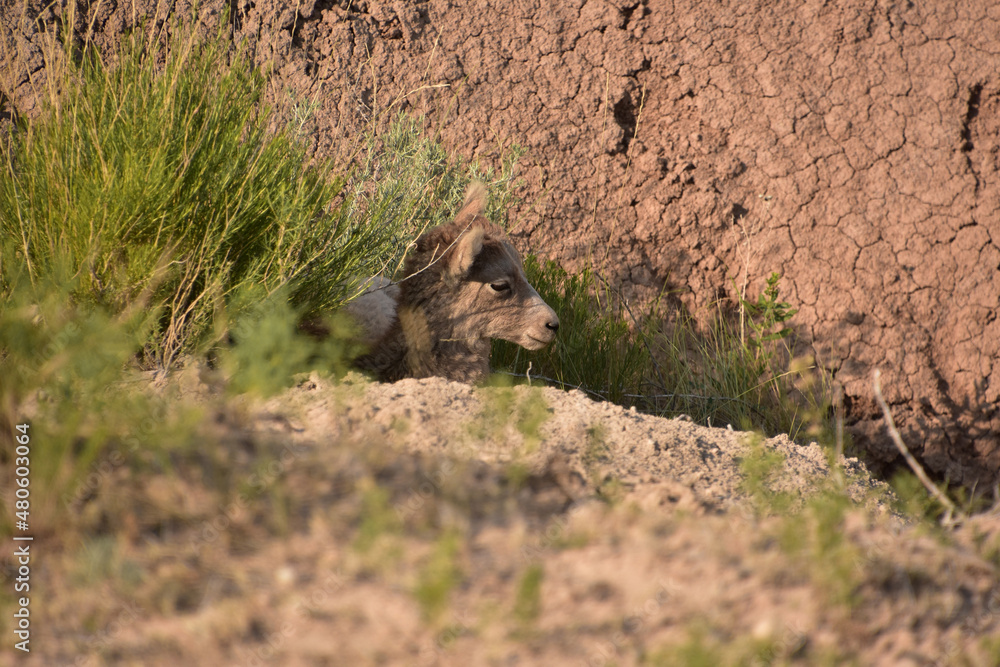 Adorable Baby Bighorn Sheep Resting in the Badlands Adorable Baby Bighorn Sheep Resting in the Badlands