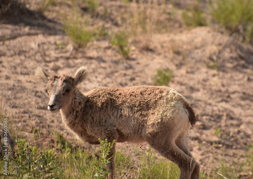 Fototapeta premium Really Cute Bighorn Sheep Baby in the Badlands