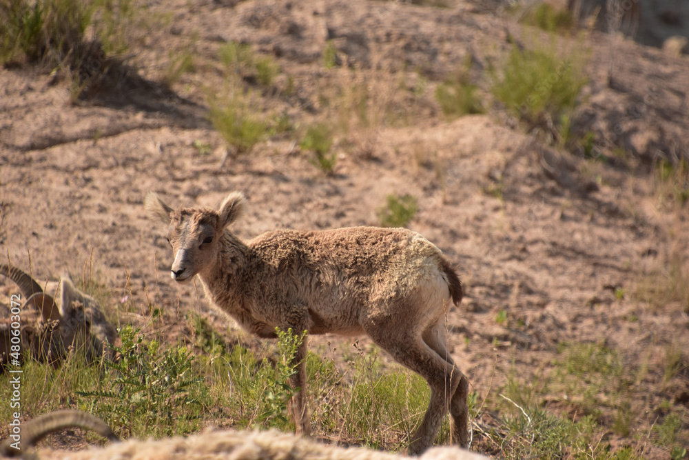 Fantastic Look at a Bighorn Sheep Lamb in South Dakota Fantastic Look at a Bighorn Sheep Lamb in South Dakota