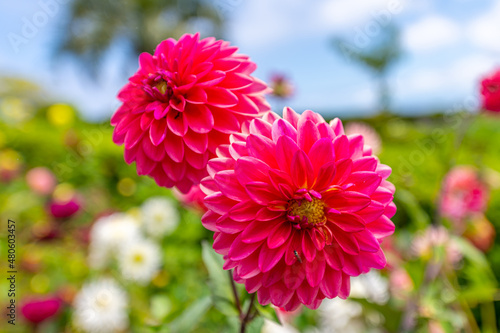 Garden in Vila do Nordeste - Azores