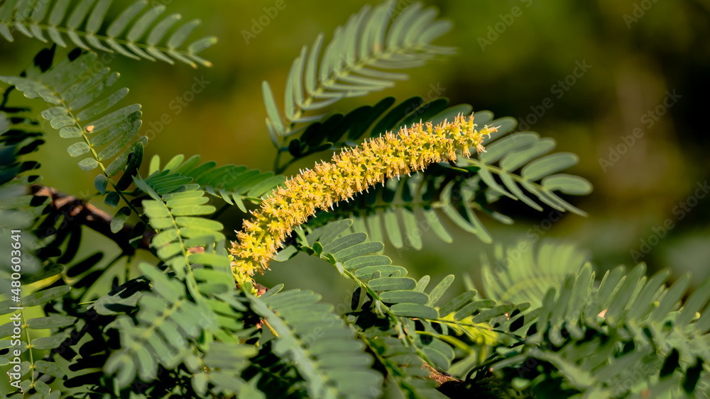 Prosopis velutina (veli maram or Outer tree), commonly known as velvet mesquite, is a small to medium-sized tree. It is a legume adapted to a dry, desert climate.