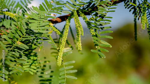 Prosopis velutina (veli maram or Outer tree), commonly known as velvet mesquite, is a small to medium-sized tree. It is a legume adapted to a dry, desert climate. photo