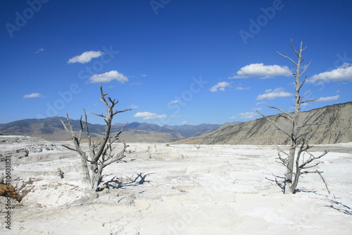 Dead trees at the Salt Flat in Yellowstone National Park, Wyoming