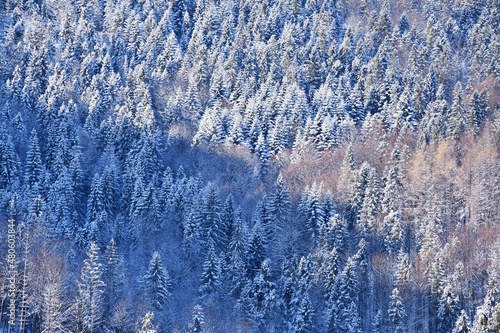 Fototapeta Naklejka Na Ścianę i Meble -  Ciapkow