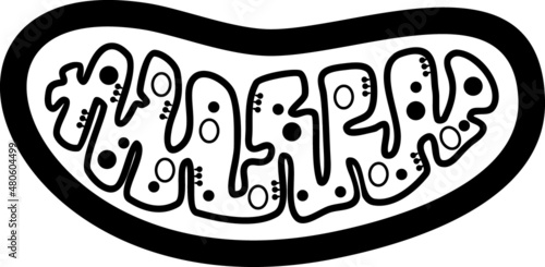 Coloring page with structure of mitochondrion isolated on white background