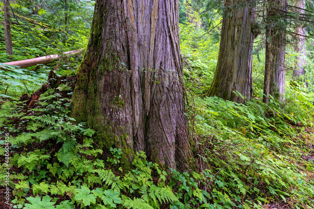 Cedar trees and ferns inside the Ancient Forest, Fraser River Valley near Prince George, British Columbia, Canada. Focus on closest cedar tree. Cedar trees and ferns inside the Ancient Forest, Fraser River Valley near Prince George, British Columbia, Canada. Focus on closest cedar tree.