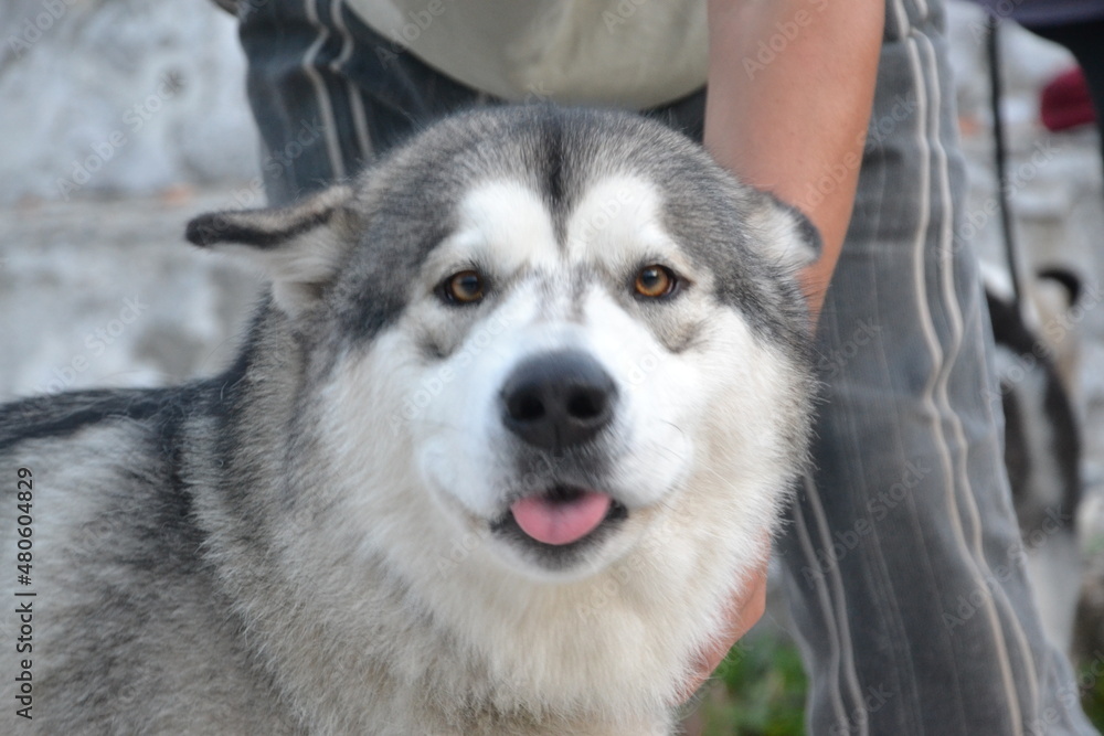 Alaskan Malamute on vacation in the summer Alaskan Malamute on vacation in the summer