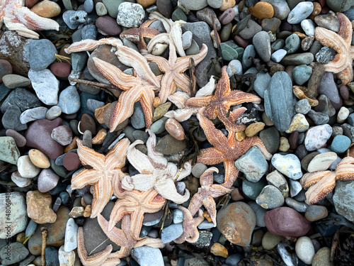 Hundreds of dead starfish washed ashore on blue pebbles at Coppet Hall beach, Saundersfoot, Pembrokeshire, UK. January 2022.