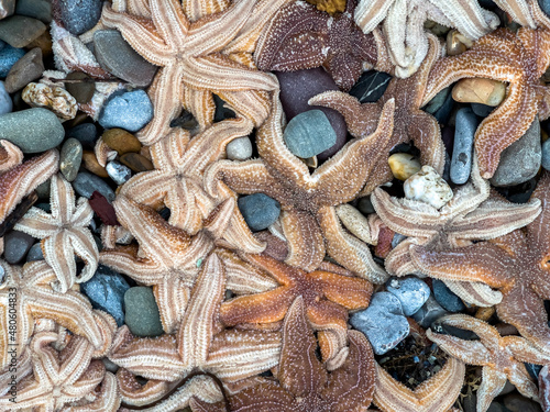Hundreds of dead starfish washed ashore on blue pebbles at Coppet Hall beach, Saundersfoot, Pembrokeshire, UK. January 2022. photo