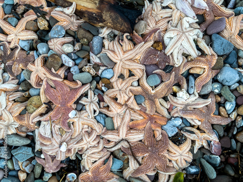 Hundreds of dead starfish washed ashore on blue pebbles at Coppet Hall beach, Saundersfoot, Pembrokeshire, UK. January 2022.