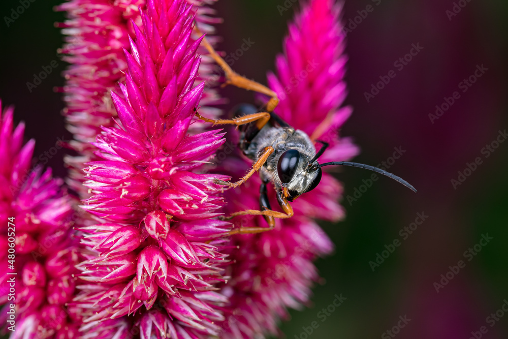 Spider wasp eating nectar from a plumed Celosia wildflower plant. Insect and wildlife conservation, habitat preservation, and backyard flower garden concept